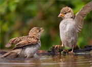 P1530460_House_sparrow_juv_bathing_and_crying_97pc