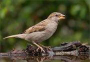 P1530491_House_Sparrow_with_grain_78pc