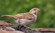 P1530527_House_Sparrow_near_a_bath_76pc