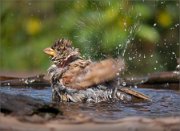 P1530652_House_Sparrow_splashing_up_97pc