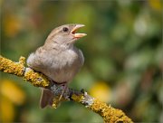 P1530721_House_Sparrow_yawning_68pc