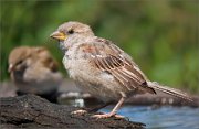 P1530769_House_Sparrow_posing_94pc