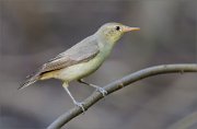 02_DSC1650_Icterine_Warbler_in_grey_tones_outlooking_81pc