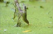 06_DSC5149_Icterine_Warbler_green_thirst_83pc