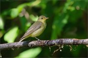 06_DSC5837_Icterine_Warbler_precaution_30pc