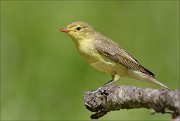 22_DSC4112_Icterine_Warbler_facility_76pc