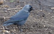 03_DSC6445_Jackdaw_simple_beauty_63pc