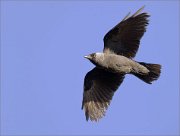 03_DSC8110_Jackdaw_aftermorning_flight_27pc