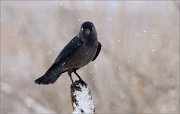 04_DSC9437_Jackdaw_in_blizzard_53pc