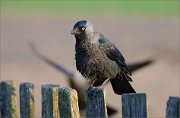 06_DSC0110_Jackdaw_incoming_87pc