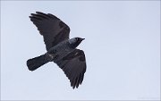 12_DSC4030_Jackdaw_rush_47pc