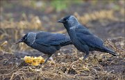 13_DSC4508_Western_Jackdaw_prandial_hour_59pc