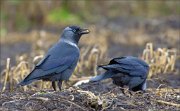 13_DSC4538_Western_Jackdaw_morsel_51pc