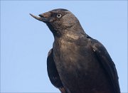 19_DSC5881_Western_Jackdaw_eerie_60pc