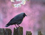 23_DSC3202_Western_Jackdaw_81pc