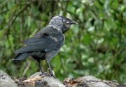 P1330162_jackdaw_appleeating1