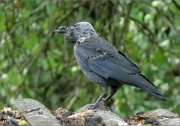 P1330168_jackdaw_appleeating2