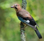 02_DSC4231_Jay_on_vert_lichen_perch_127pc