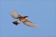 04_DSC8701_Jay_in_flight_18pc