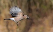 07_DSC2281_Jay_open_beak_fly_75pc