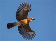 15_DSC6940_Eurasian_Jay_swing_80pc