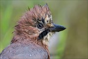 18_DSC2789_Eurasian_Jay_dippy_81pc