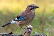 18_DSC3664_Eurasian_Jay_soothe_100pc