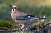 18_DSC3779_Eurasian_Jay_driblet_98pc