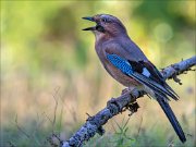 18_DSC3851_Eurasian_Jay_yell_82pc