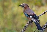 18_DSC5241_Eurasian_Jay_prorogue_91pc