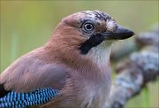 18_DSC5467_Eurasian_Jay_uniform_87pc