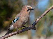 22_DSC8371_Eurasian_Jay_gripping_98pc