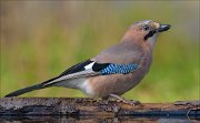 23_DSC0420_Eurasian_Jay_lasting_102pc