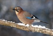 24_DSC2475_Eurasian_Jay_oblong_105pc