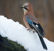 24_DSC2782_Eurasian_Jay_bulky_141pc