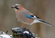 24_DSC3831_Eurasian_Jay_acme_108pc