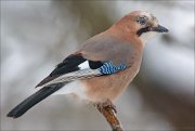 24_DSC4091_Eurasian_Jay_rotund_185pc