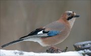 24_DSC4207_Eurasian_Jay_extend_94pc