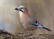 24_DSC4733_Eurasian_Jay_puny_89pc