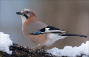 24_DSC5063_Eurasian_Jay_grudge_94pc