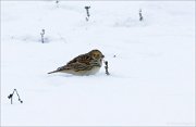 14_DSC7055_Lapland_Longspur_reception_10pc