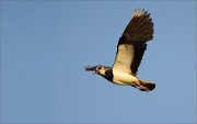 01_DSC6569_Lapwing_scream_64pc