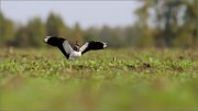 06_DSC8943_Lapwing_greetings_59pc