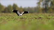 06_DSC8943_Lapwing_greetings_59pc