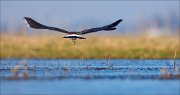 13_DSC4613_Northern_Lapwing_geometry_57pc