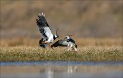 13_DSC4722_Northern_Lapwing_scuffle_40pc