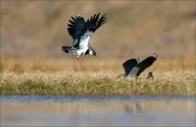 13_DSC4729_Northern_Lapwing_assault_42pc