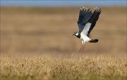 13_DSC4766_Northern_Lapwing_elan_54pc