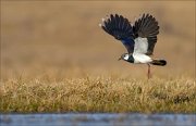 13_DSC4769_Northern_Lapwing_grab_48pc