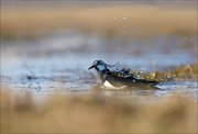 13_DSC4811_Northern_Lapwing_scouring_76pc